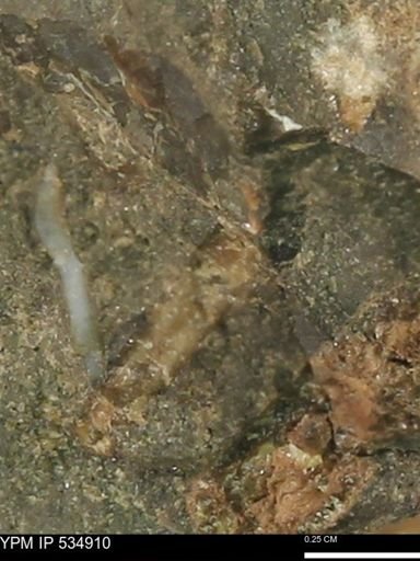 undet. Ammonoidea