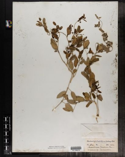 Plantae
