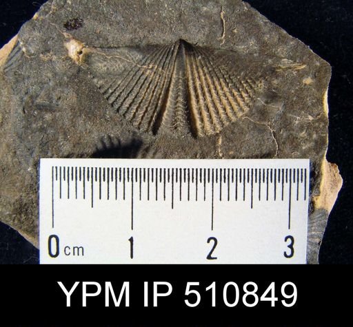 Eleutherokomma sp.