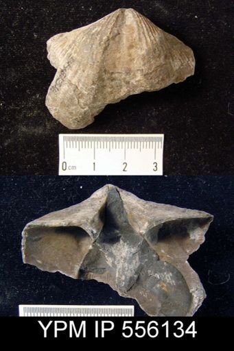 Spinocyrtia sp.
