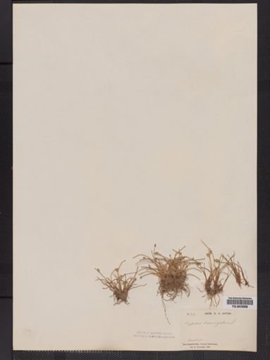 Cyperus laevigatus