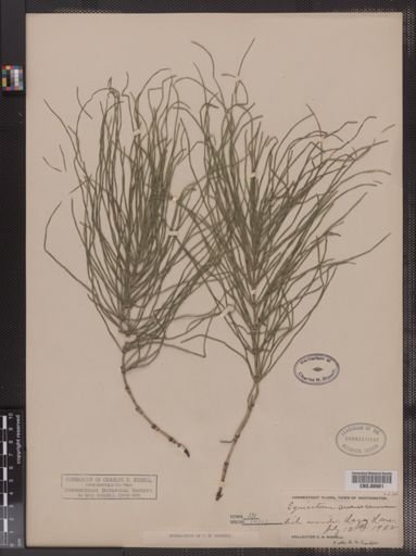 Equisetum arvense