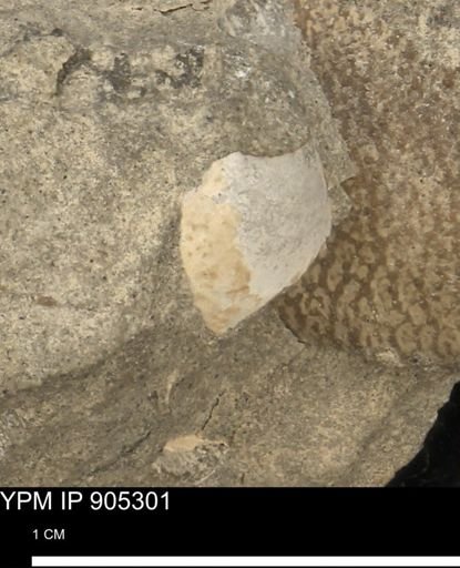 Astacidea?