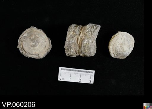 undet. Actinopterygii