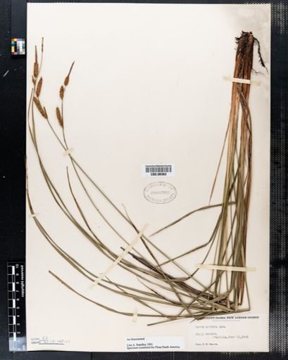 Carex stricta