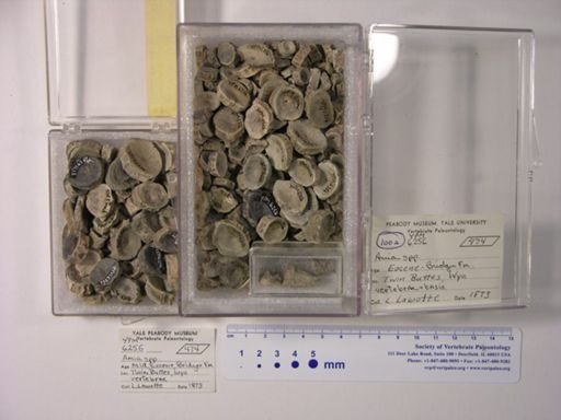 Amia sp.