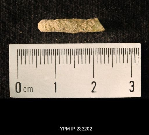 Archaeocidaris sp.