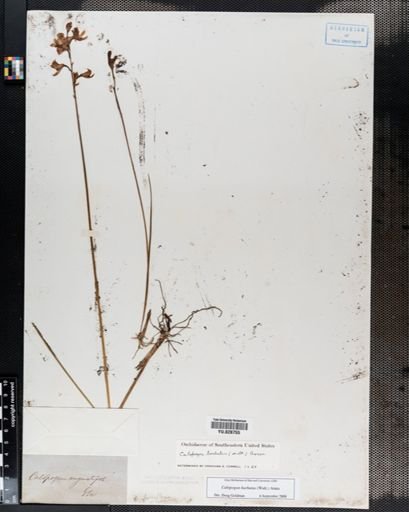 Plantae