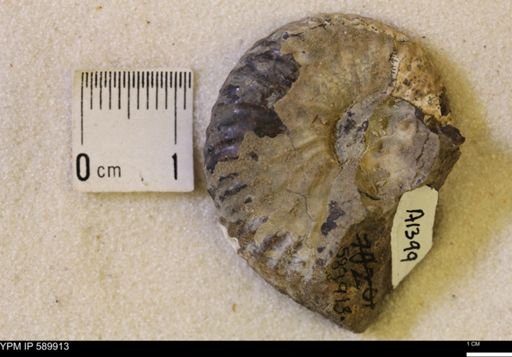 Jeletzkytes nebrascensis