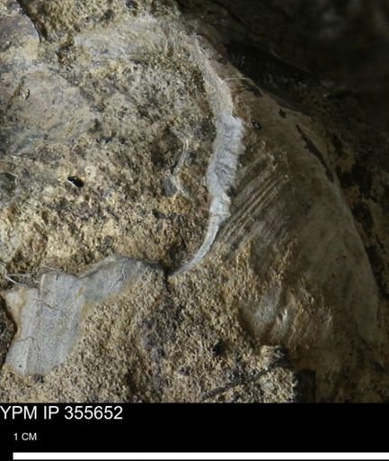 undet. Mollusca