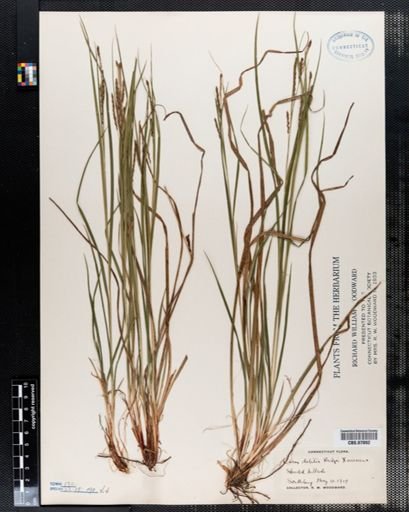 Carex debilis rudgei