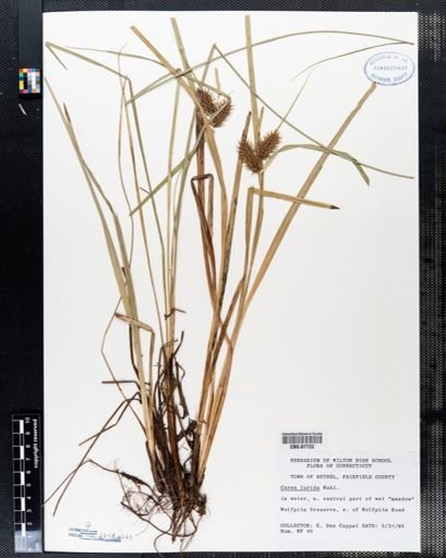 Carex lurida