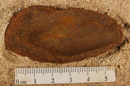 Angiospermopsida
