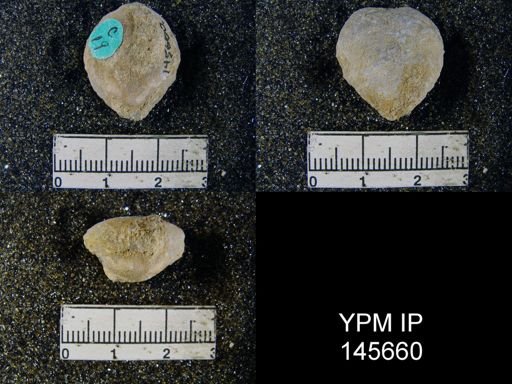 Spirigerella derbyi