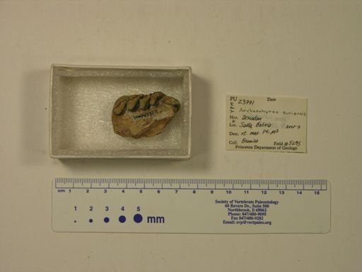 Archaeohyrax suniensis