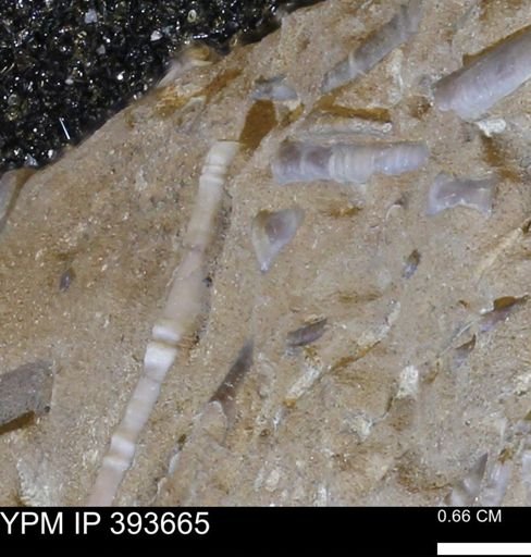 undet. Serpulidae
