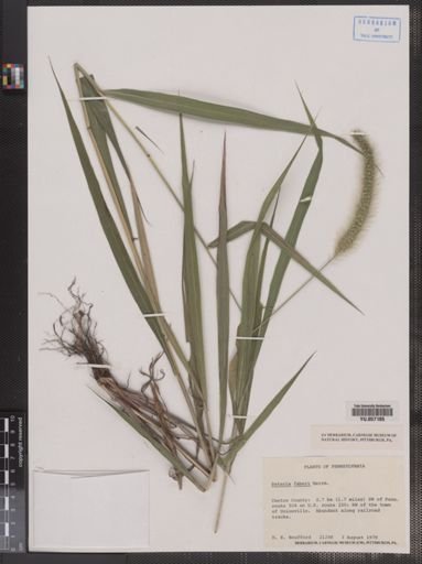 Setaria faberi