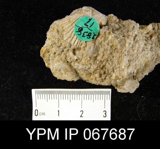 Orthostrophia strophomenoides
