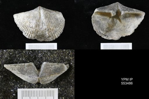 Spirifer audacula