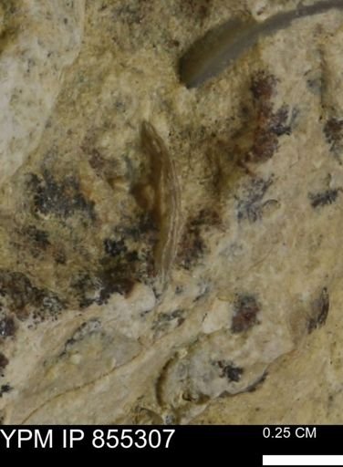 undet. Mollusca