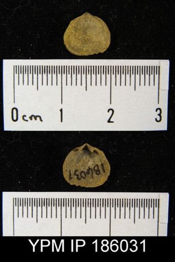 Rhipidomella carbonaria