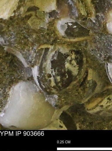 Corbulamella sp.