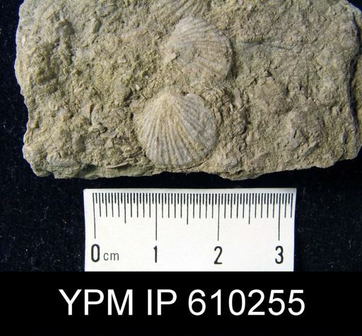 Anoplotheca planoconvexa