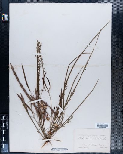 Parkinsonia