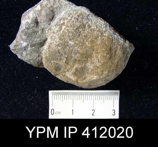 undet. Brachiopoda