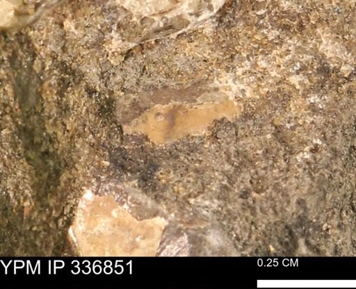 undet. Mollusca