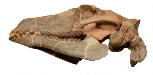 Poebrotherium wilsoni