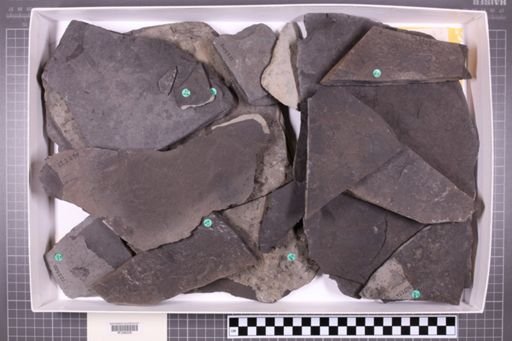 mixed taxa, stratigraphic collection