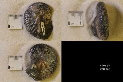Jeletzkytes nebrascensis