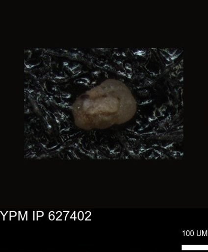 undet. Foraminiferida