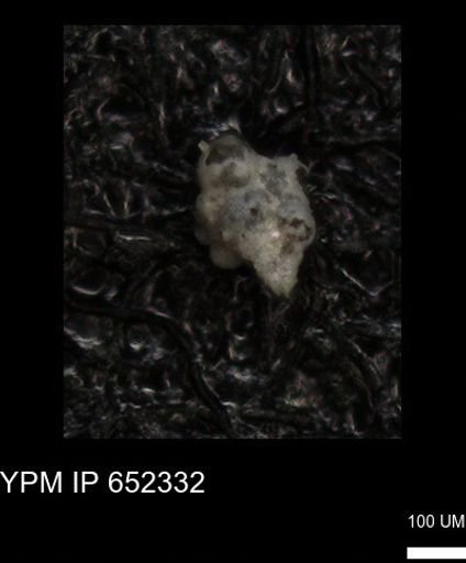 undet. Heterohelicidae