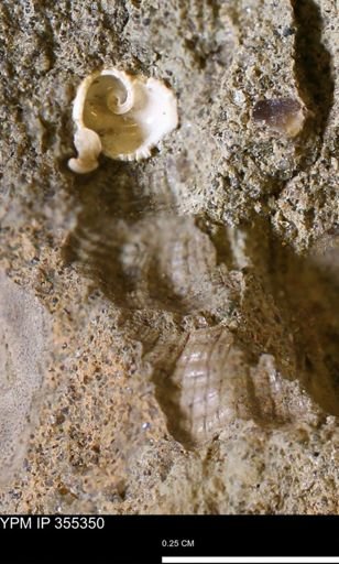 Gastropoda