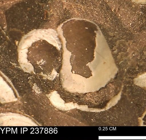 undet. Gastropoda