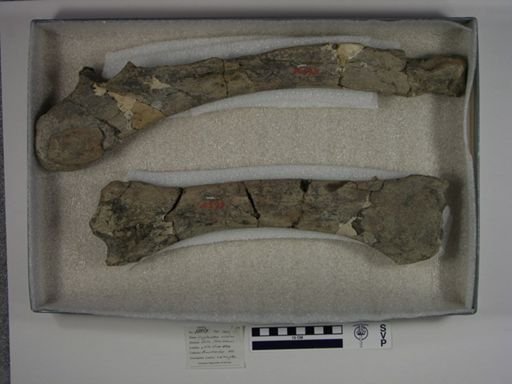 Diplacodon elatus