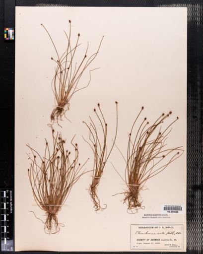 Eleocharis ovata