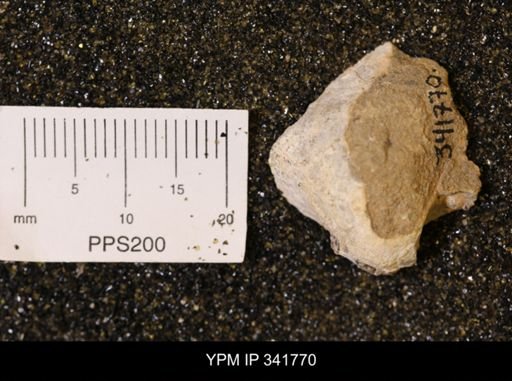Inoceramus sp.