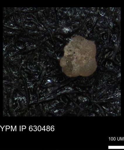 undet. Foraminiferida