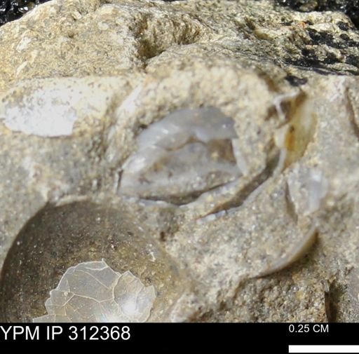 undet. Bivalvia