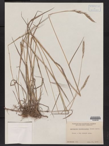 Elymus trachycaulus
