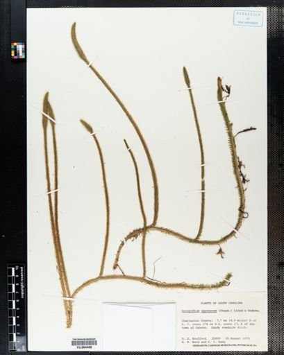 Plantae