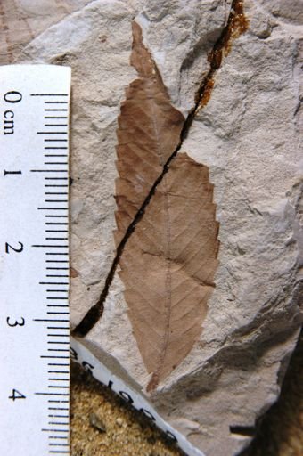 Zelkova drymeja