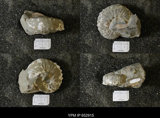Scaphitidae