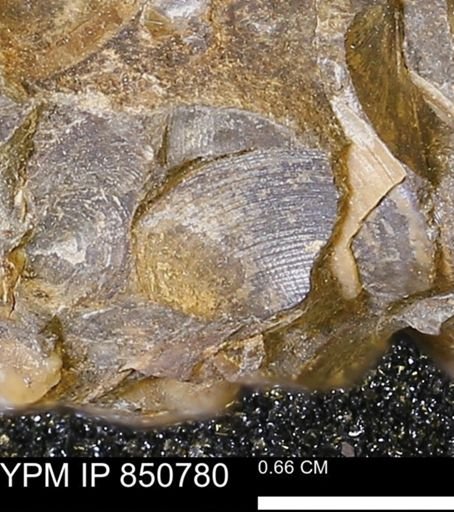 Limopsis striatopunctatus