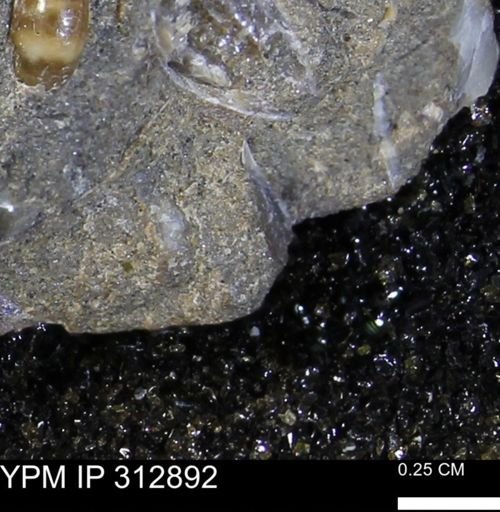 undet. Bivalvia