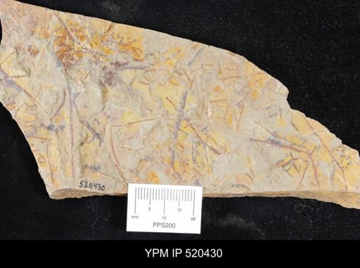 undet. Graptolithina