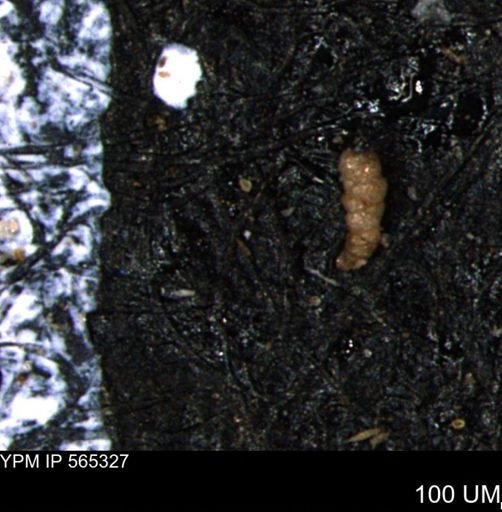 Verneuilinoides kansasensis